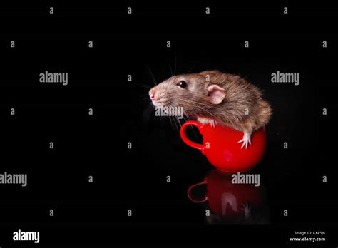 Funny Rodent In A Red Mug Stock Photo Alamy