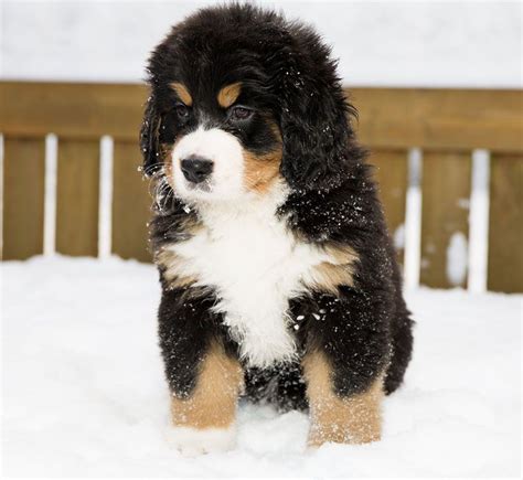 Bernese Mountain Dog Puppies In Snow Bernese Mountain Dog Puppy