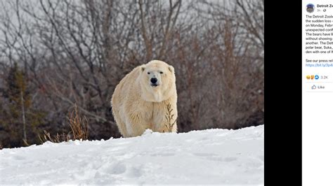 Polar Bear Killed In Breeding Attempt At Detroit Zoo The State