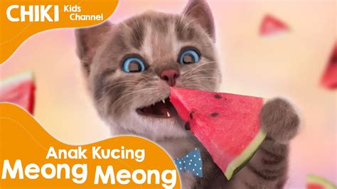 Anak Kucing Meong Meong Lagu Anak Anak Kucing Lucu Imut Youtube