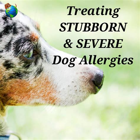 Treating Dog Allergies Dogloverstore