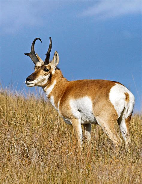 Pronghorn History And Some Interesting Facts