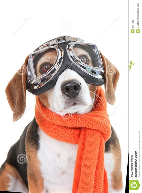 Dog Wearing Flying Glasses Or Goggles Stock Photo Image
