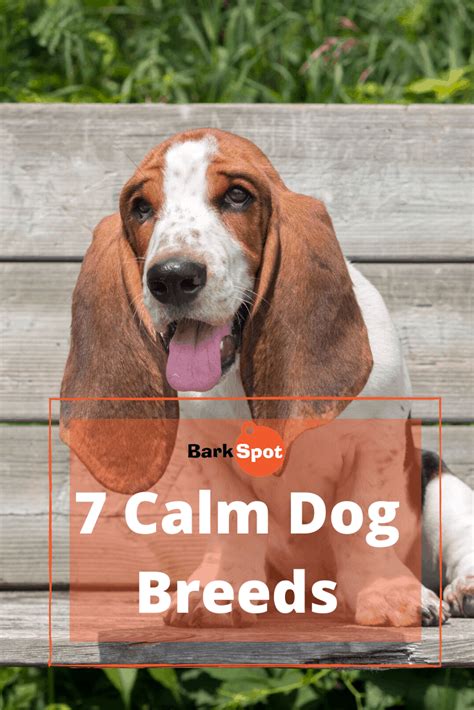 7 Calm Dog Breeds For A Laid Back Lifestyle Calm Dog Breeds Calm