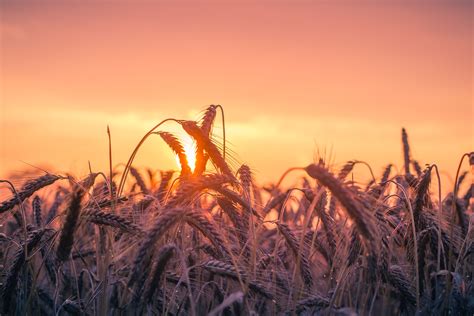 Cornfield Sunset K K Hd Nature K Wallpapers Images Backgrounds