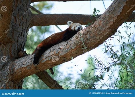 Red Panda Lying On Tree Branch Stock Photo Image Of Foliage Leaves