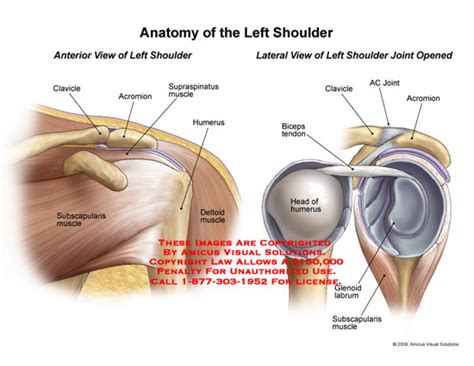 The shoulder has about eight muscles that attach to the scapula, humerus, and clavicle. AMICUS Illustration of amicus,anatomy,shoulder,joint,left ...
