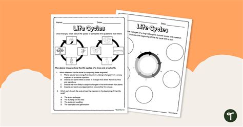 Life Cycles Worksheet Teach Starter