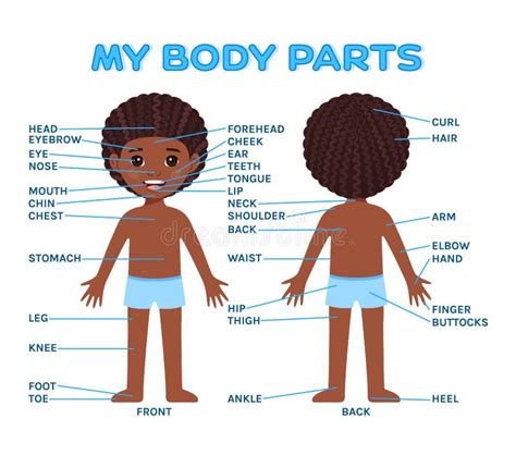 Diagram Human Body Parts Boy Stock Illustrations 62 Diagram Human