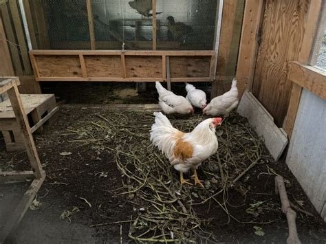 我が家のニワトリ 58 〜鶏小屋の中のアローカナ。その1日の様子です。 雨がやんだら裏庭に