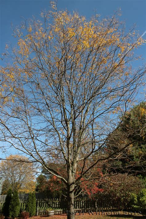 Winter Tree Identification Clemson University