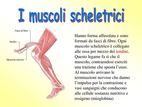 Ppt Il Sistema Muscolare Powerpoint Presentation Free Download Id