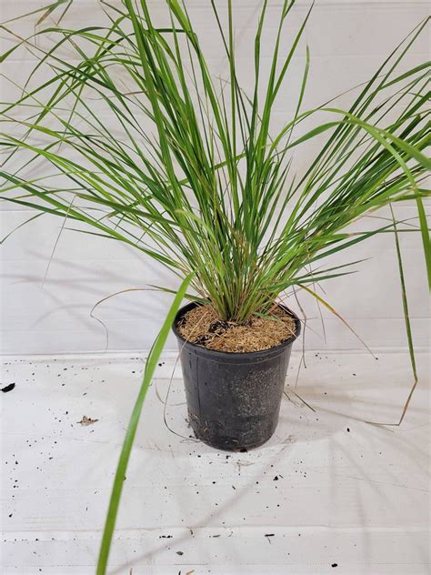 Karl Foerster Grass 1 Gallon