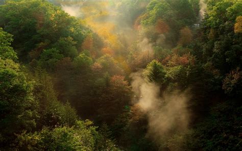 Misty Forest Mountain Landscape Hd Wallpaper Background