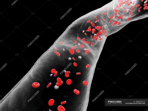 Abstract Blood Vessel With White And Red Blood Cells Digital