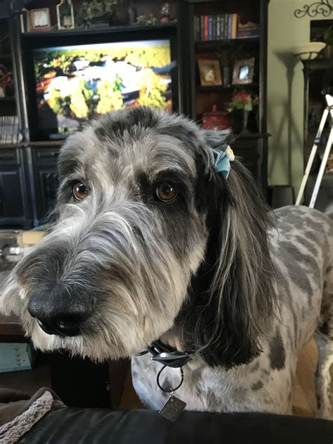 Lola the great danoodle as a puppy at 14 weeks old—this is my great dane / standard poodle mix. Pin by Jennifer Johnson Lucero on Great Danoodle - Cleopatra in 2020 | Great danoodle, Spa day, Dogs