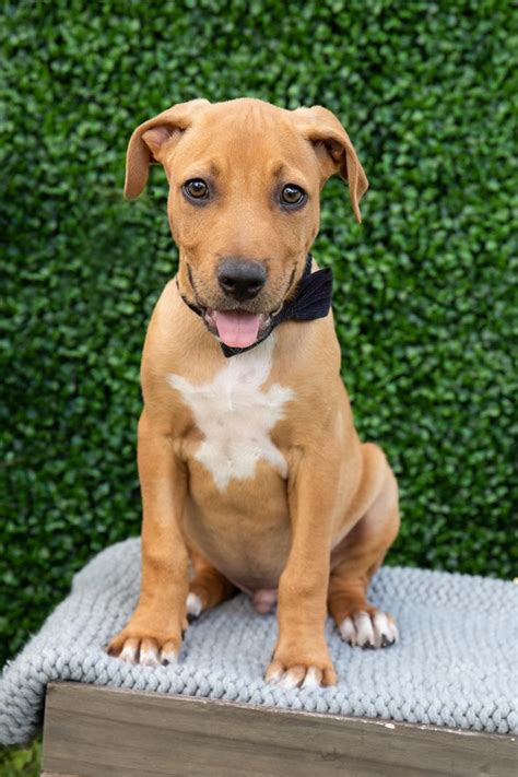 CJ - Large Male Bull Arab Mix Dog in QLD - PetRescue