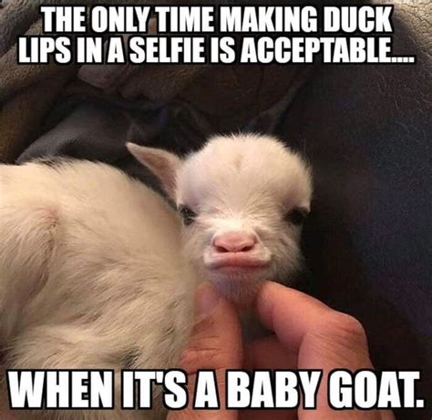 Pin By Berdie Creech On Quotes And Memes Baby Goats Silly Girls Goats