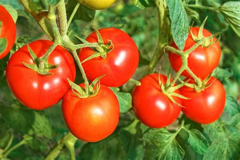 Big Ripe Red Tomato Fruits Close Up Longfellows Greenhouses