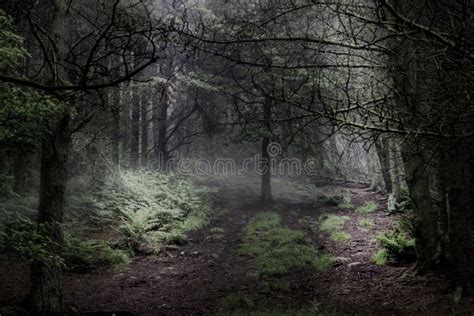 Enchanted Dark Forest Stock Photos Download 5133 Royalty Free Photos