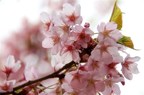 10 Beautiful Japanese Flowers And Their Meanings Trip N Travel