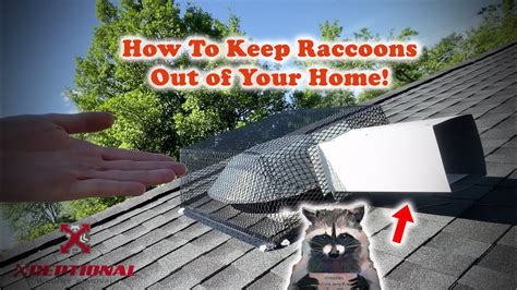 How To Keep Raccoons From Getting Inside Your Home Raccoon Exclusion