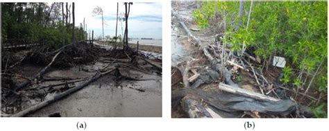 Iskandar regional development authority (irda). (a) Fallen trees, as cited in Barau (2017) as a result of ...