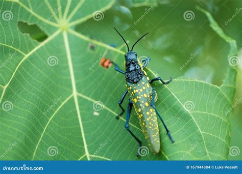 Macro Yellow Spotted Flying Grasshopper Stock Photo Image Of
