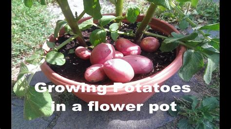 A suitable pot or planter. Growing potatoes inside a flower pot - YouTube