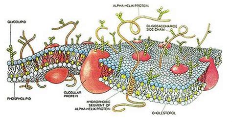 Клеточные мембраны - это... Что такое Клеточные мембраны?