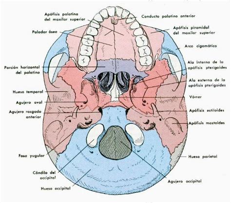 Morfologiaanatomia 2 Utesa Forámenes De La Base Del Cráneo