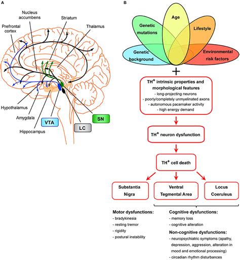 Frontiers Unifying Hypothesis Of Dopamine Neuron Loss In