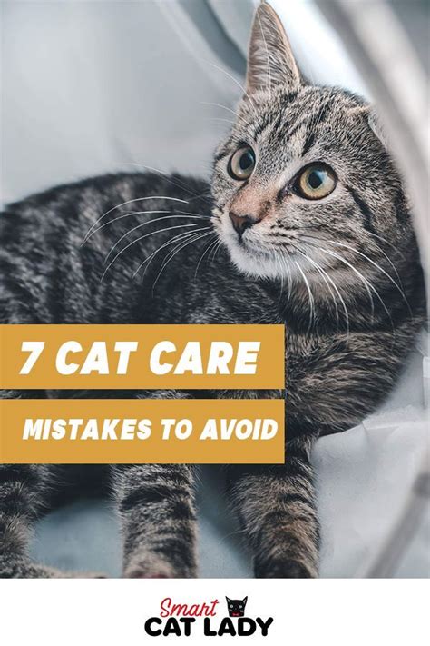 First Time Cat Owner Get To Know How To Care For Your New Kitten Or