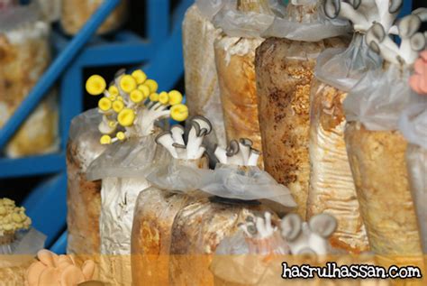 Anda boleh makan cendawan untuk memberi makan ibu anda, tetapi ada banyak syarat yang perlu diambil kira. Petik Mushroom Segar S Corner Cameron Highlands