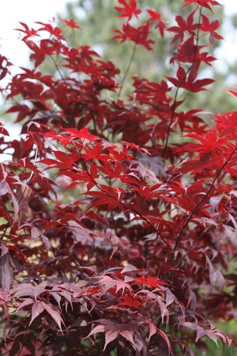 Download, unpack, open your old existing system.xml file with wordpad in. Red Japanese Maple Free Stock Photo - Public Domain Pictures