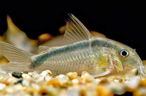 Ikan hias air tawar punya corak yang indah. fish share: IKAN HIAS AIR TAWAR : Ikan Corydoras