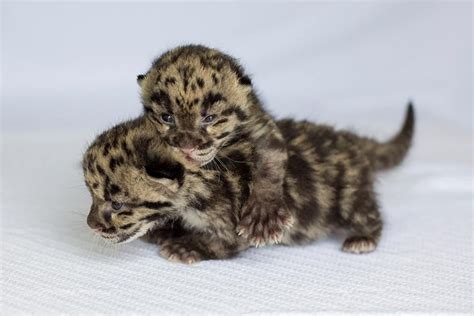 Zooborns — Its Two More Baby Clouded Leopards For Nashville Baby