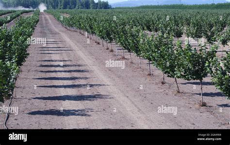 Hazelnut Orchards Growin In The Us Stock Photo Alamy