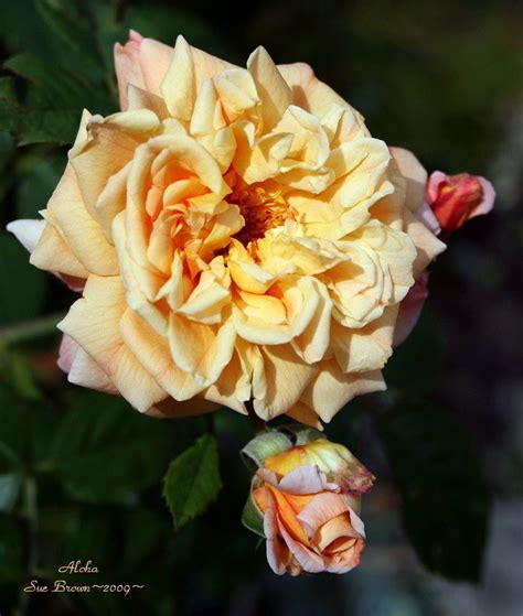 Plantfiles Pictures Climbing Hybrid Tea Rose Aloha Rosa By Califsue