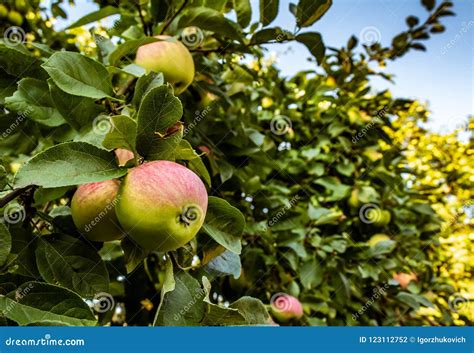Apples On A Tree In The Garden Stock Photo Image Of Food Farm 123112752