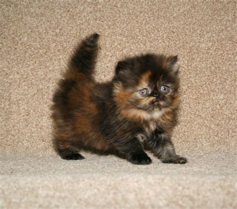 8 Tortoiseshell Persian Kittens For Sale In 2020 Munchkin Cat
