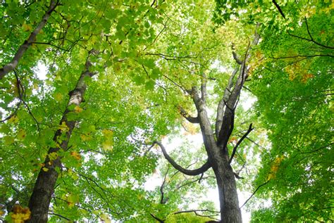 Canadas Old Growth Forests An Environmental Treasure Huffpost Canada