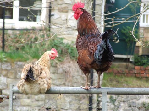 In some cases, hens are bred to have long laying seasons so they might lay chickens will not lay eggs without adequate lighting so winter serves as a natural deterrent. Does a Hen Need a Rooster to Lay Eggs?