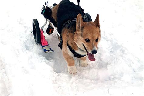 Engineer Dog Owner Designs Skis For Pet Corgis Wheelchair