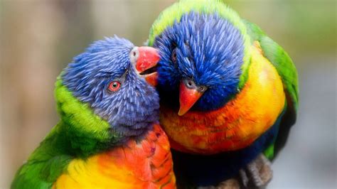Colorful Birds Parrots Hd Wallpaper