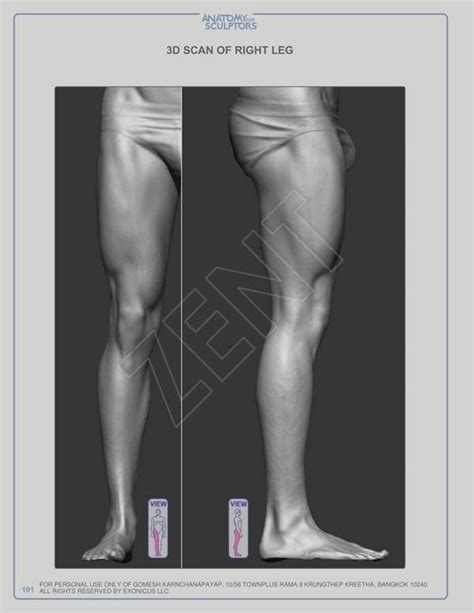 Leg Muscles Anatomy Human Muscle Anatomy Leg Anatomy Anatomy Study