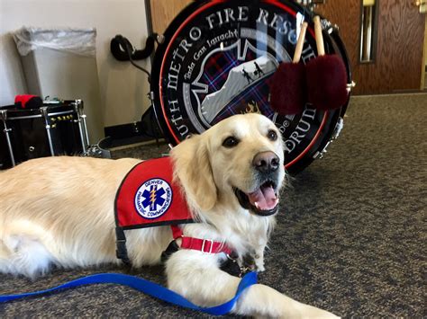 Pet Therapy Dogs Needed To Comfort Patients Denver Health