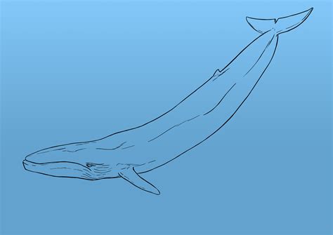 Comment Dessiner Une Baleine Dessin Baleine Dessin Comment Dessiner