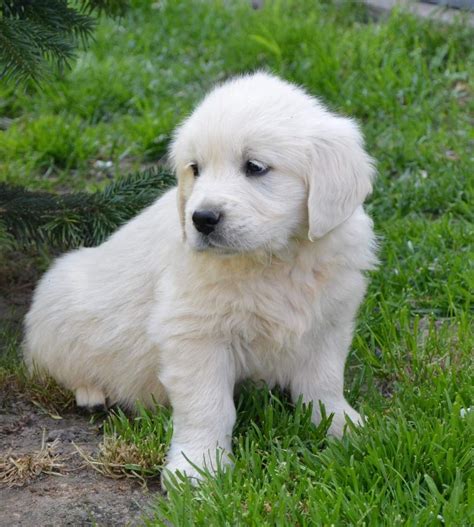 Maybe you would like to learn more about one of these? Golden Retriever Puppies For Sale | Seattle, WA #329596