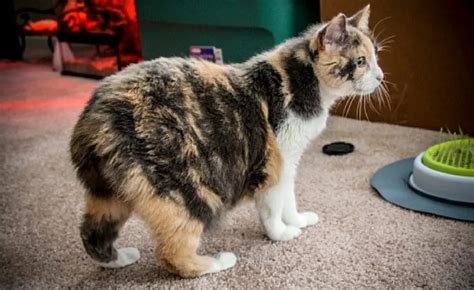 10 Cat Breeds With Thick Tails You Should Know About